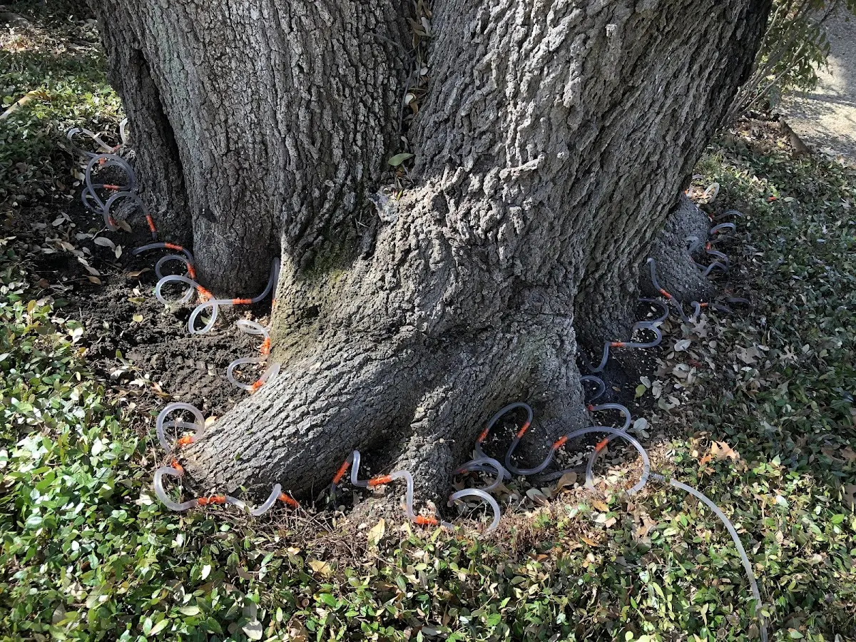 Detailed Tree Cabling and Bracing job site in Shanks