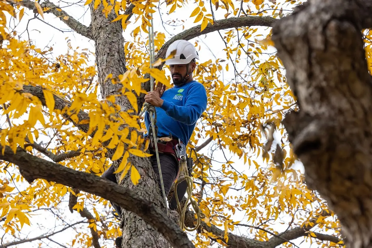 Skilled Tree Pruning crew working in Shanks