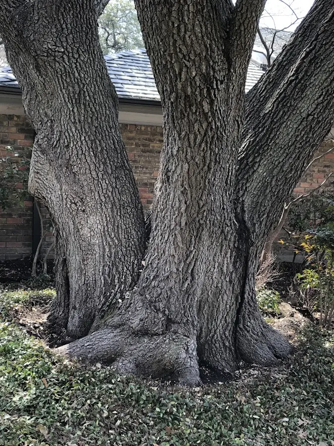 Mature heritage tree close to a Shanks property cared for by certified arborists